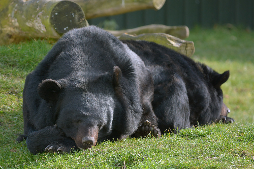 Asian Black Bears Aziatische zwarte beer of Kraagbeer (Urs… Flickr