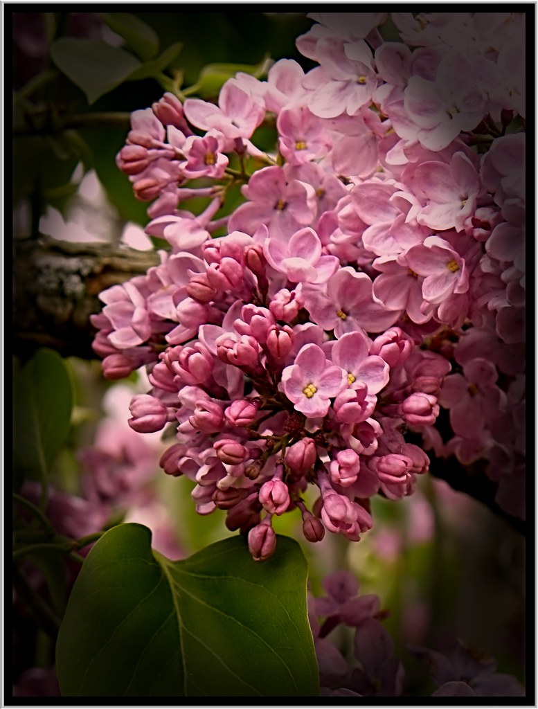 Lilac Festival Rochester NY The Lilac Festival attracts … Flickr
