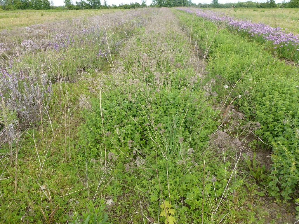 Maple Creek Farm Passionate Organic Farming Home