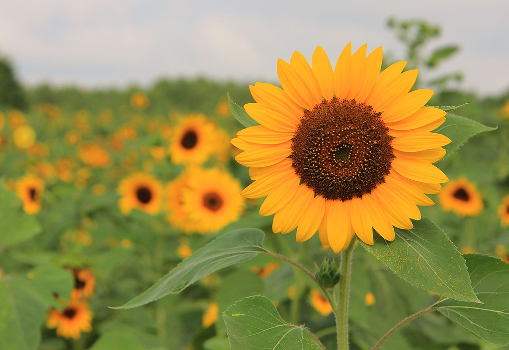 Sunflowers, Sunflower Farm, Rutledge, GA Diann C. Johnson Flickr