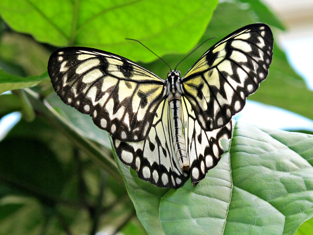 Butterfly, Lewis Ginter Botanical Garden IMG_8794 Lewis Gi… Flickr