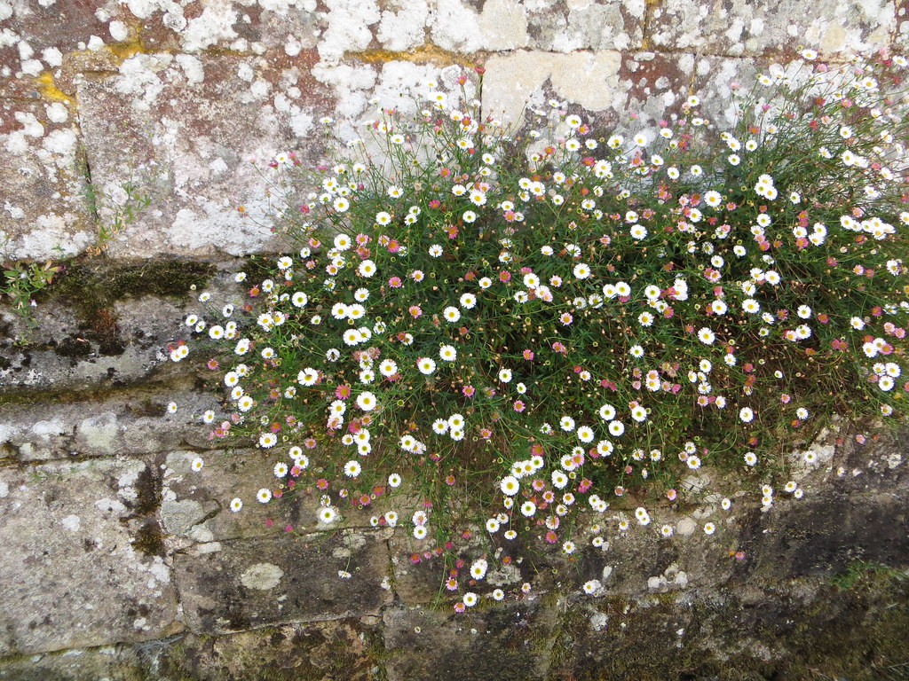 Little daisies growing out of the wall Rhian Flickr