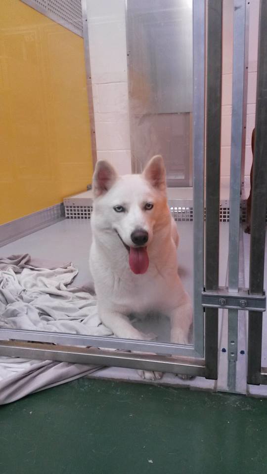 FB35 DOG KENNELS MANCHESTER Boarding Kennels Lancashire Flickr