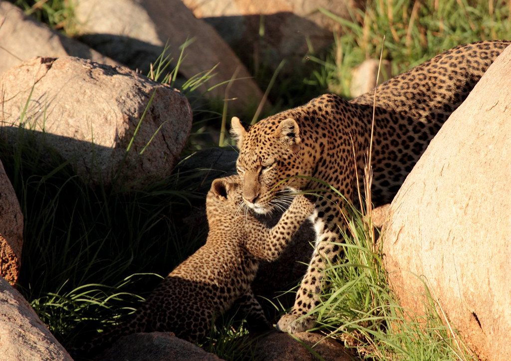 Leopards, because of their stealth and their ability to li… Flickr