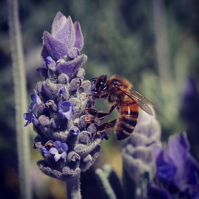 Bee & Lavender bonita_bonita_ Flickr