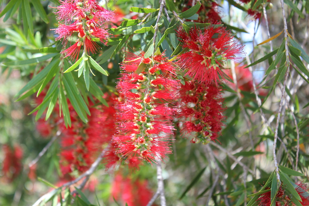 Bottle Brush Tree Nigel Hoult Flickr