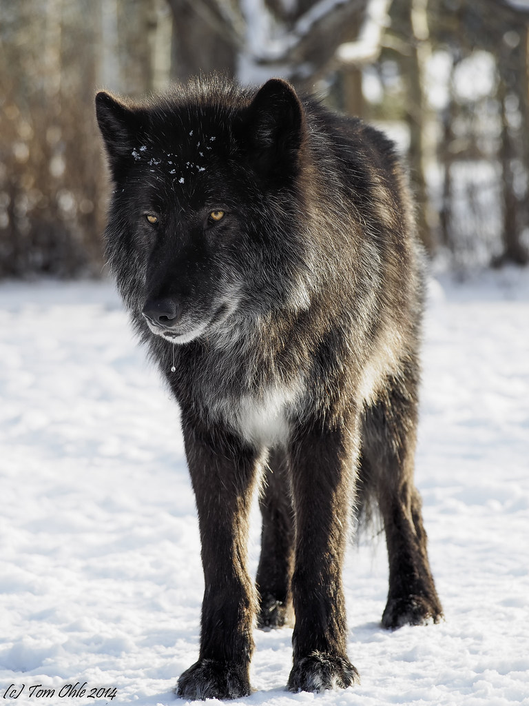 Black Wolf dog Visited a wolf dog sanctuary. This is Zeus,… Flickr
