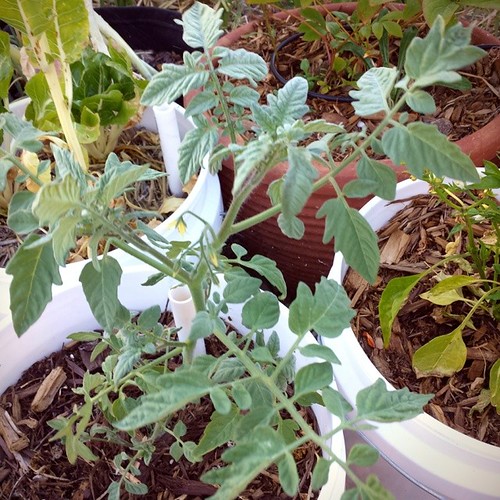 Velvet Red Tomato It took me a while to find someone with … Flickr