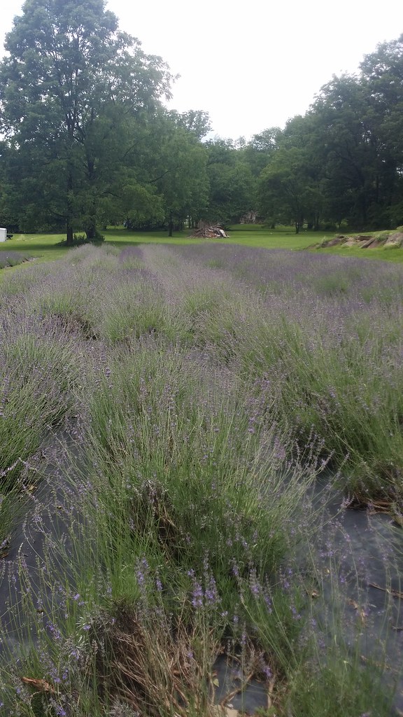 Peace Valley Lavender Farm kim vangarelli Flickr