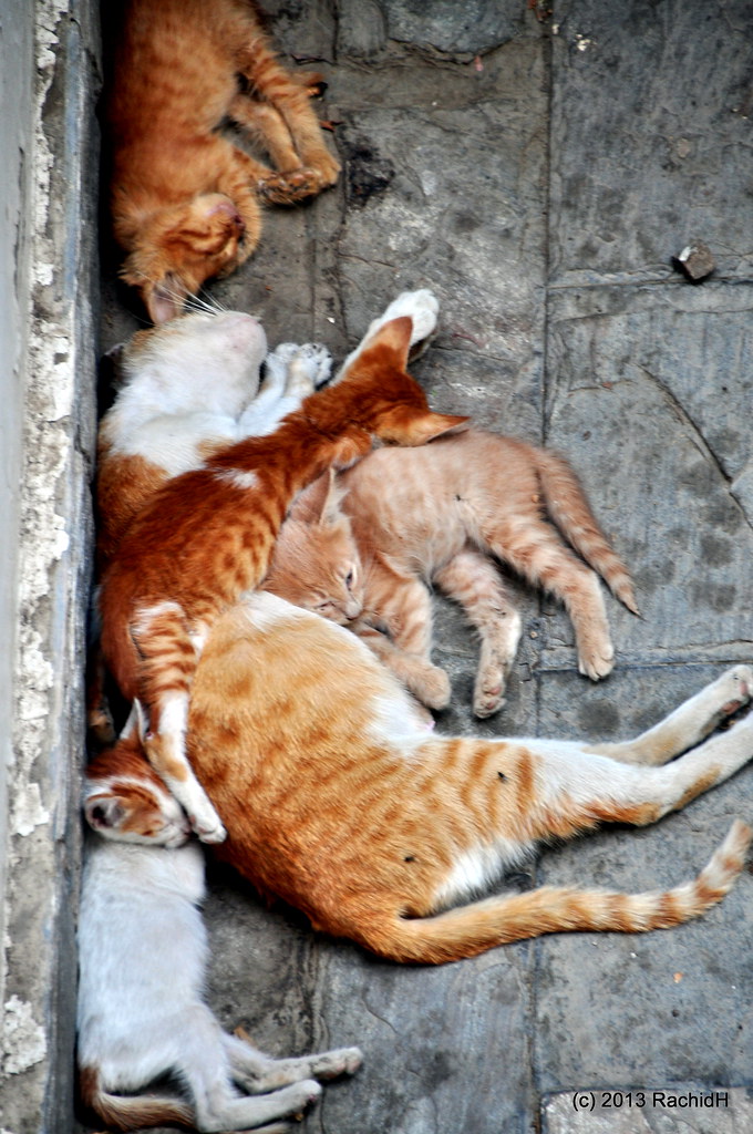 DSC_0094 Litter of Stray Cats In Cairo Rachid H Flickr