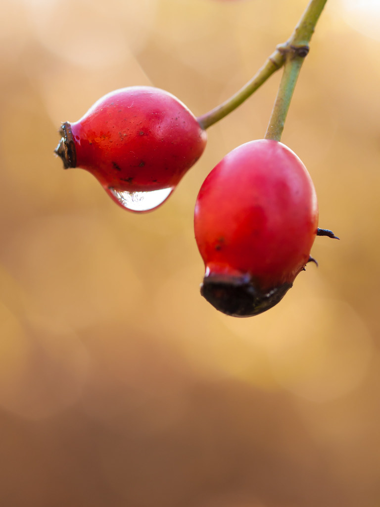 Red Berries Red berries in a field near Waterlooville, Ham… Flickr