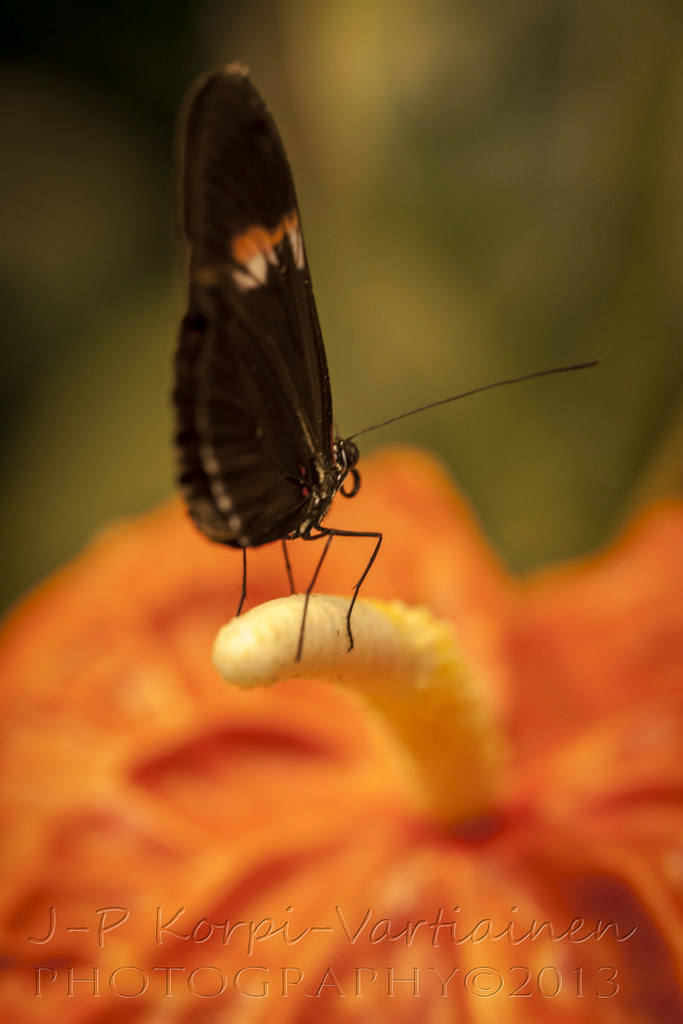 EPS_1311_BOTANIAN143 The botanical garden called Botania … Flickr