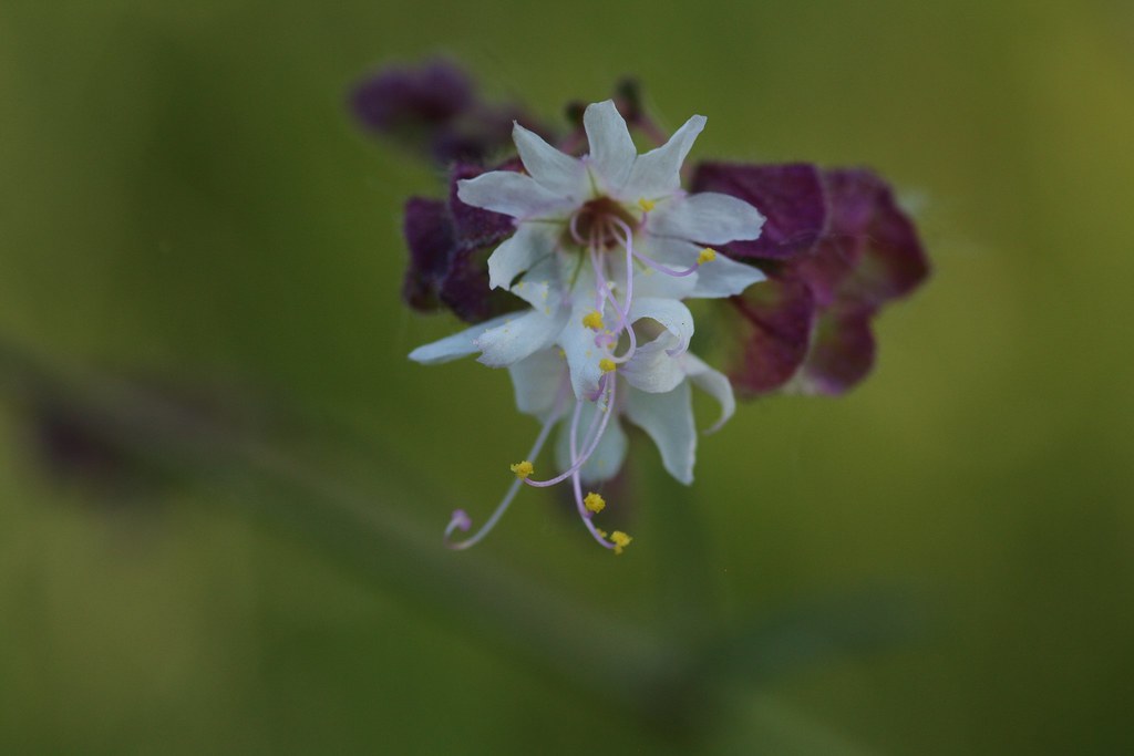 Colorado Wildflowers White Four O’Clock (Mirabilis albida