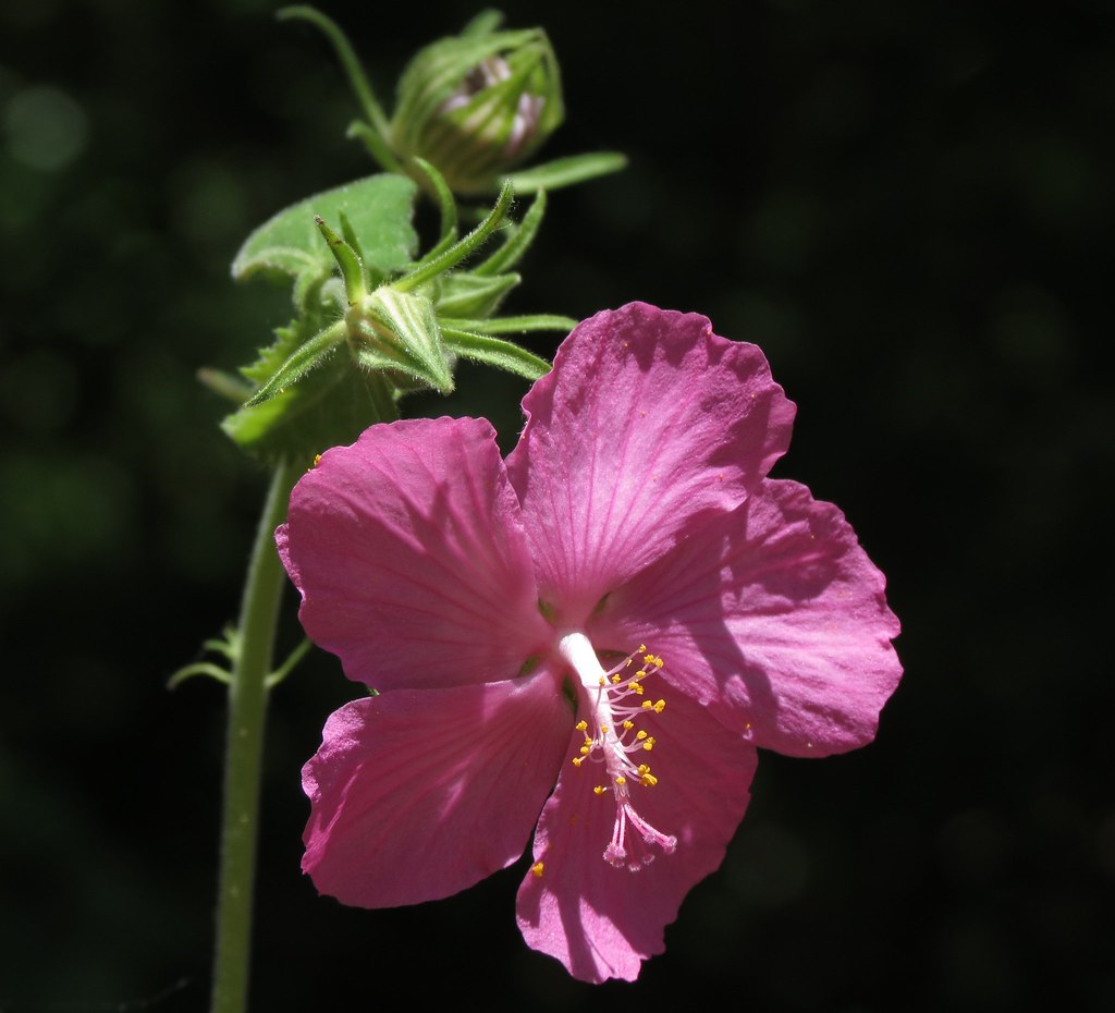 Texas rock rose wild this one is a native growing wild in … Flickr