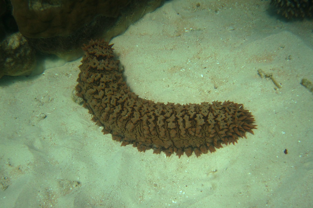Giant Prickly Sea Cucumber (Thelenota ananas). July 17, 20… Flickr