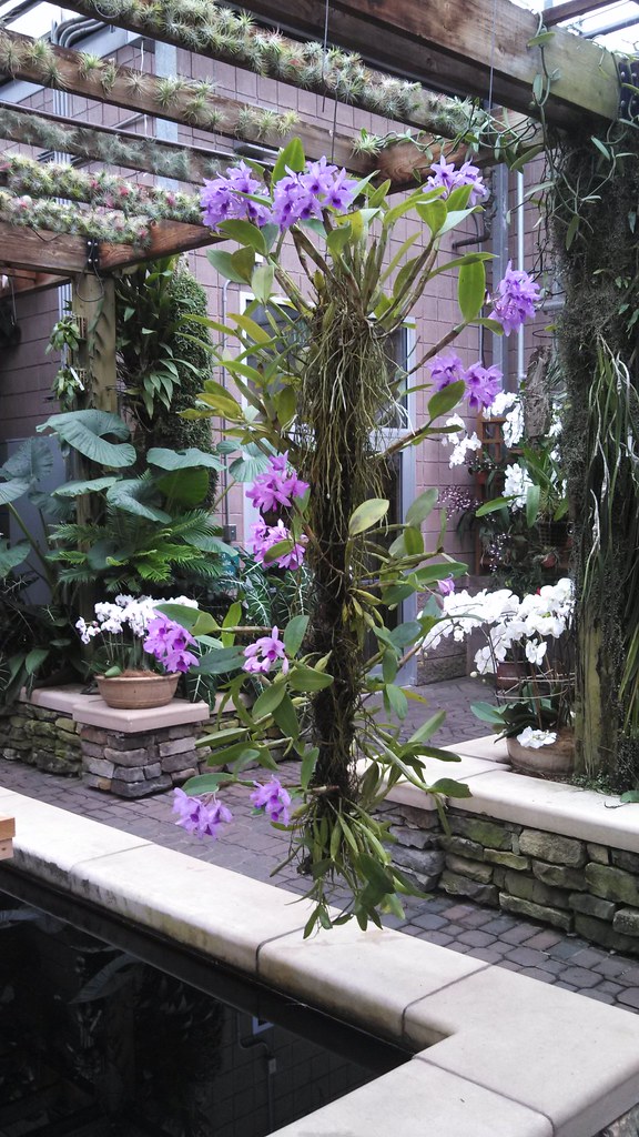 Cattleya sp. Atlanta Botanical Garden; Orchid Display Hous… Flickr
