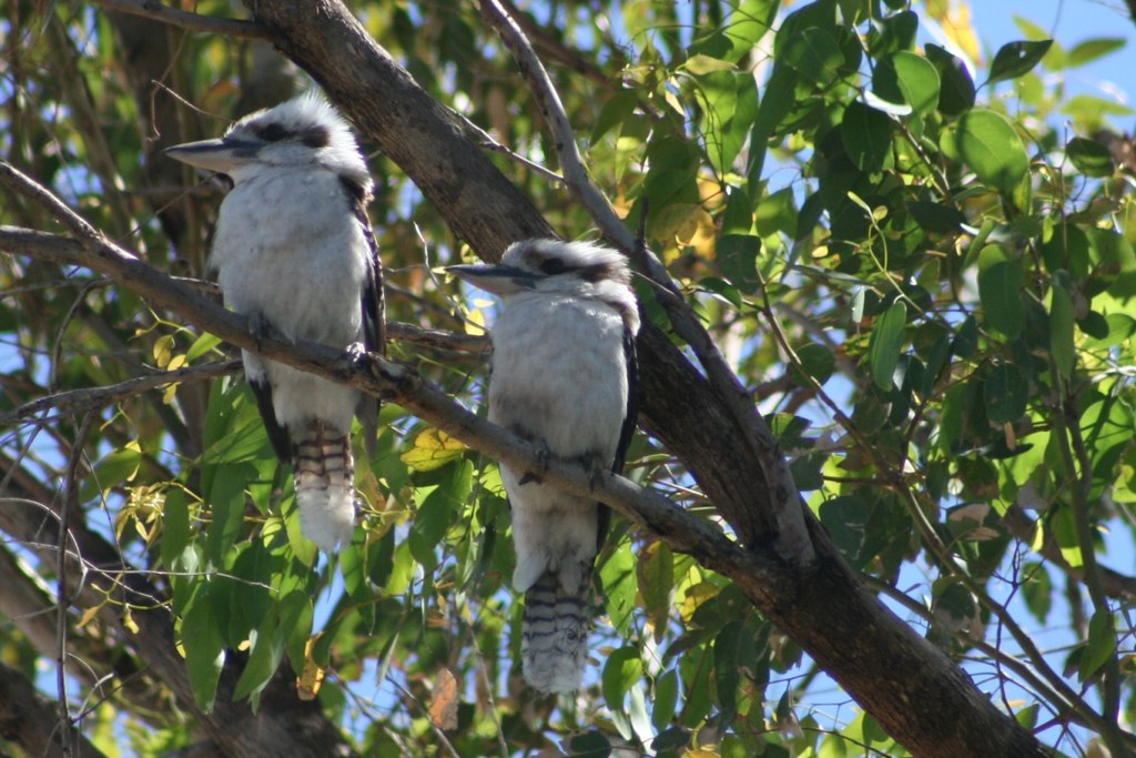 Pair of Kookaburras 02 Kookaburras in my garden, Western … Flickr
