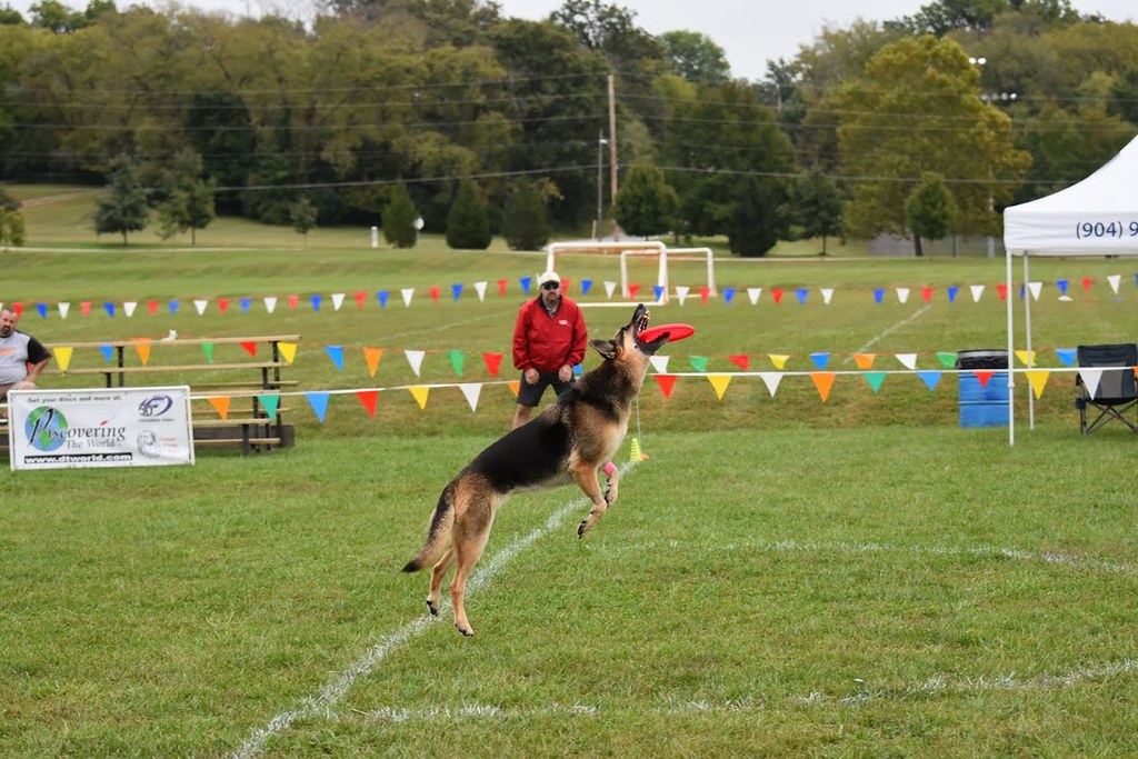 Lulu German Shepherd Dog K9 Frisbee, Disc Dog World Champi… Flickr