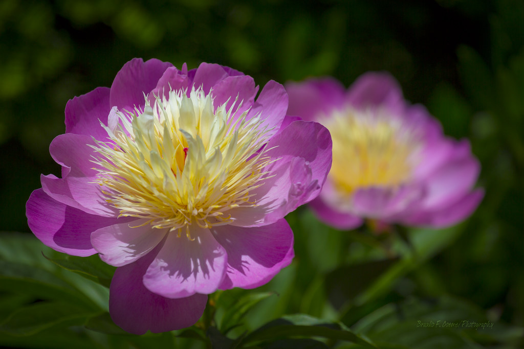 Flowers under the sun... Flowers under the sun... Flickr