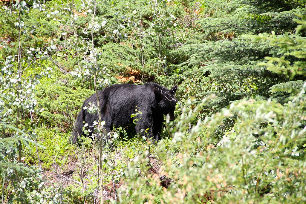 Jasper National Park Bear on the way to Maligne Lake WildBear76