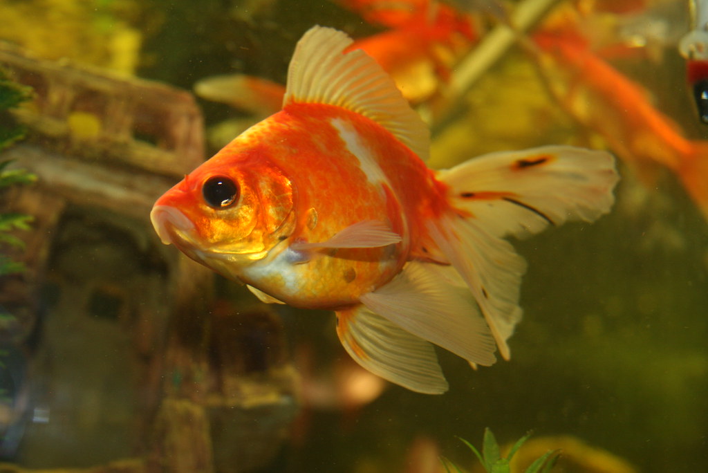 Fantail Goldfish (Carassius auratus) RIP Andrew Flickr