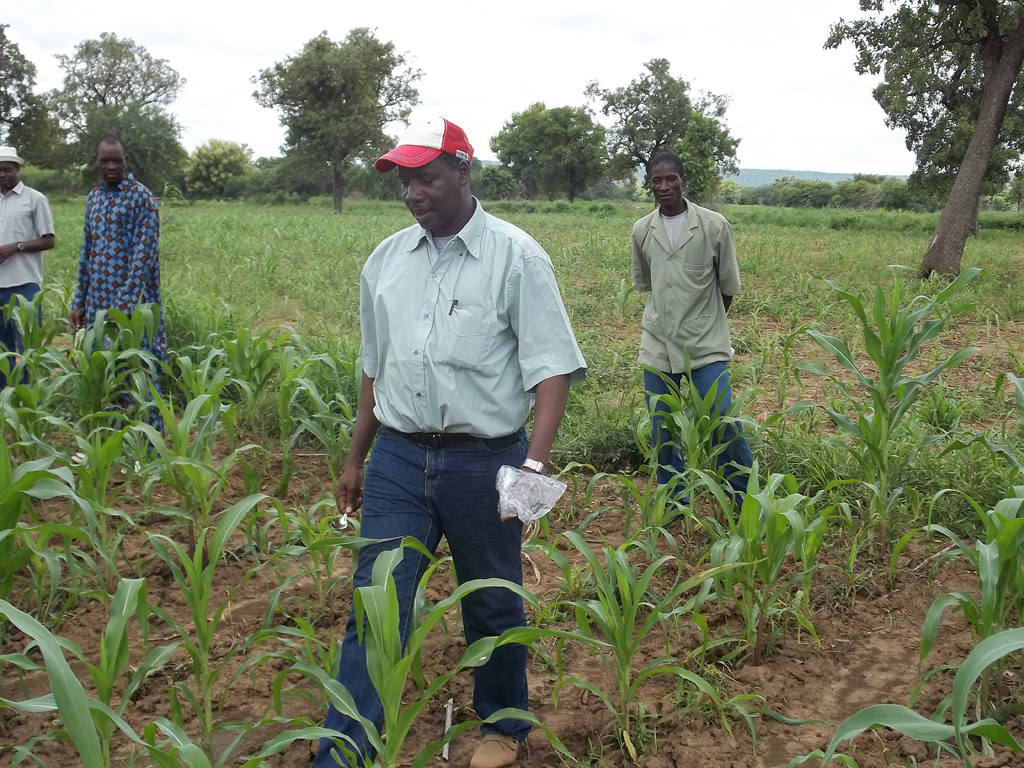 Researcher collects soil sample in maize field Researcher … Flickr