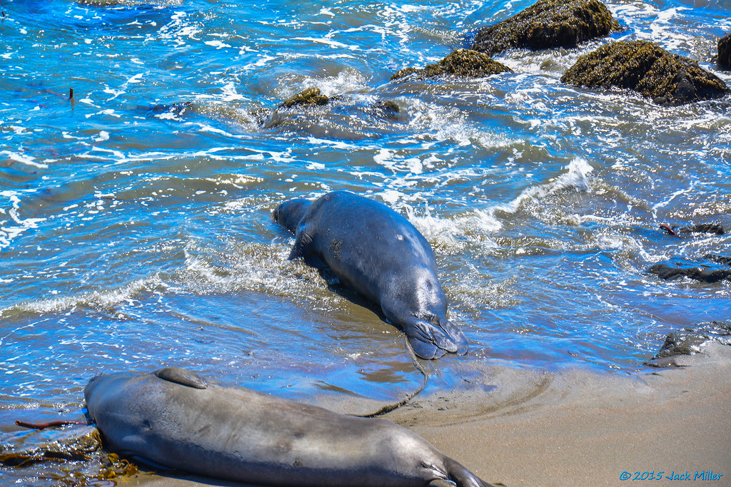 Jack and Ellen 27th Anniversary Seals near Hearst Castle Flickr