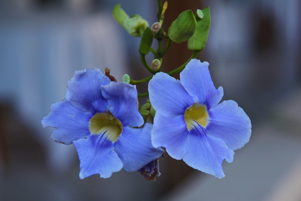 Hanging Vine A beautiful hanging vine, part of the natural… Flickr