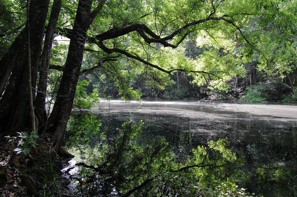 Green Swamp West Withlacoochee River mbarrison Flickr