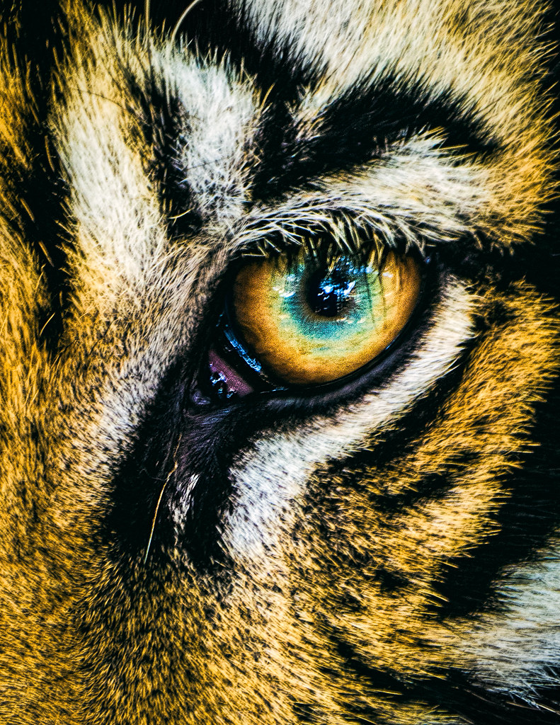Eye of the Tiger Close up image of a tiger's eye. I'm ofte… Flickr