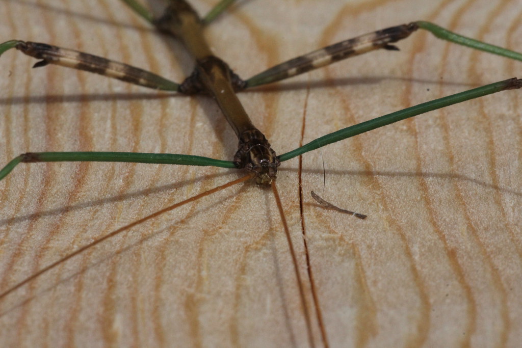 Northern or Common Walkingstick (D. femorata) Zephyr, Ontario, Canada