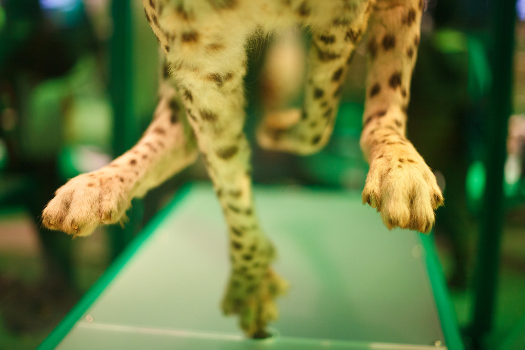 Biomechanics sneak peek Field Museum Members Night 2014 … Flickr