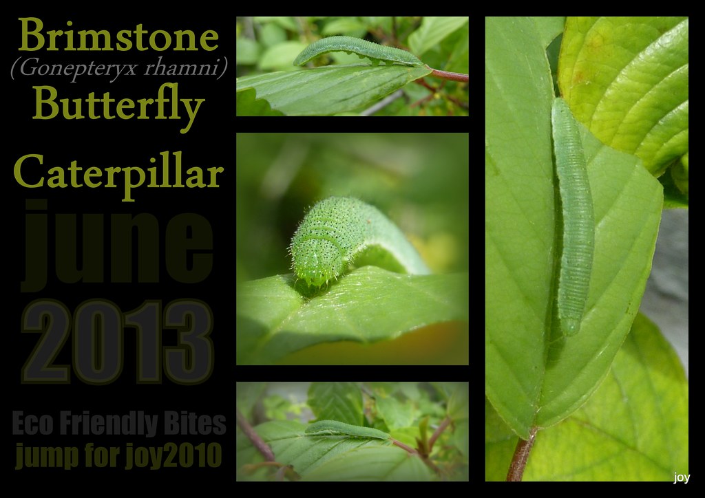 Brimstone Butterfly CaterpillarGonepteryx rhamni joy russell Flickr