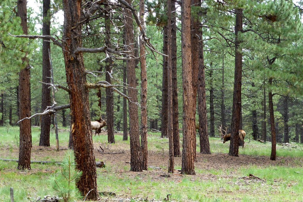 Kaibab National Forest Tusayan, Arizona Andrea Moscato Flickr
