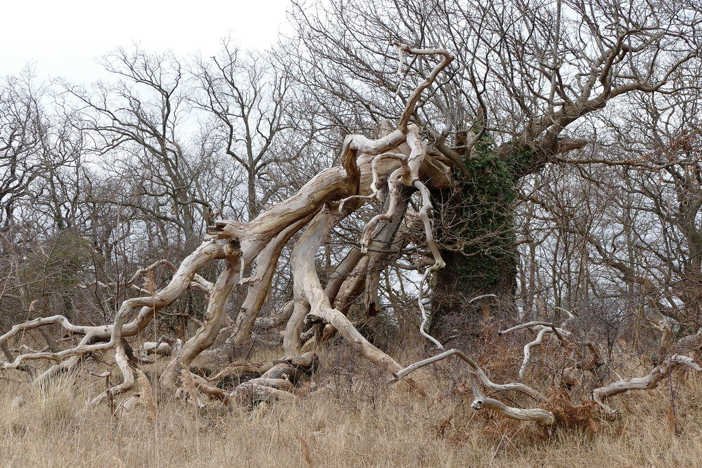 Old oak tree, Vilm, Southeast Rügen Biosphere Reserve, Ger… Flickr