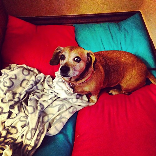 7 "theme song to my life". My dog constantly whines and w… Flickr