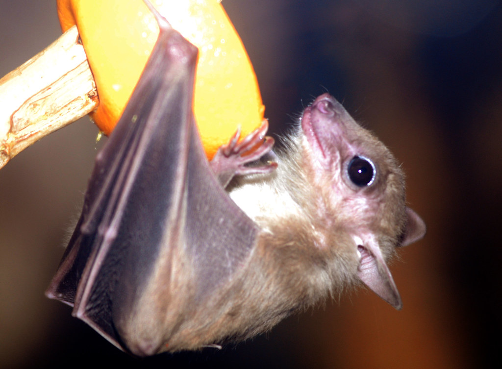 Flying Foxes Flying Foxes everland.korea IN CHERL KIM Flickr