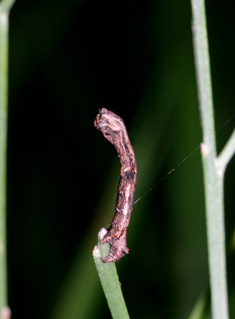 looks like a twig, it hopes Ennomid moth larva, a "looper"… Flickr