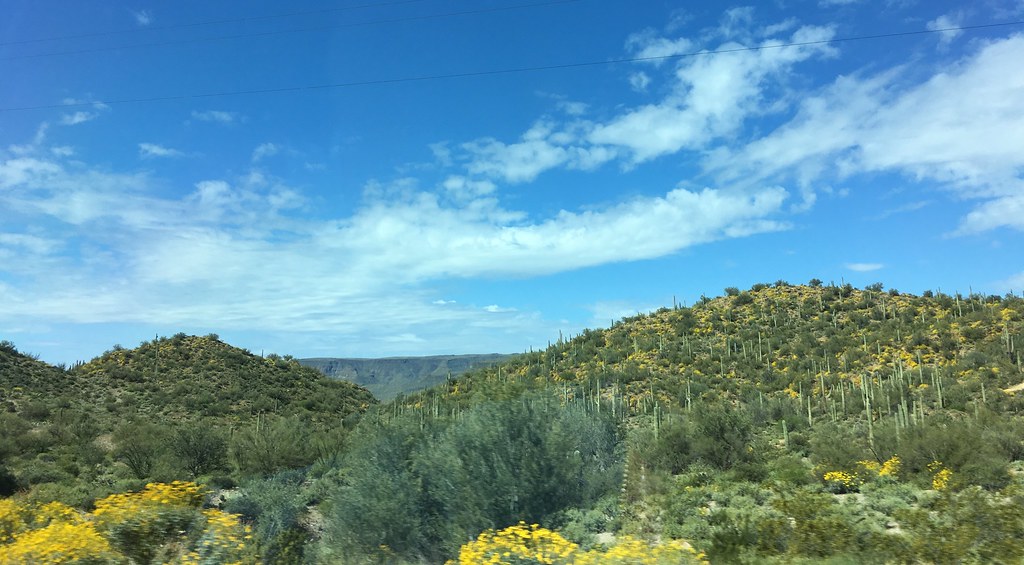 Blooming Desert South of Black Canyon City AZ Carla Putnam Flickr