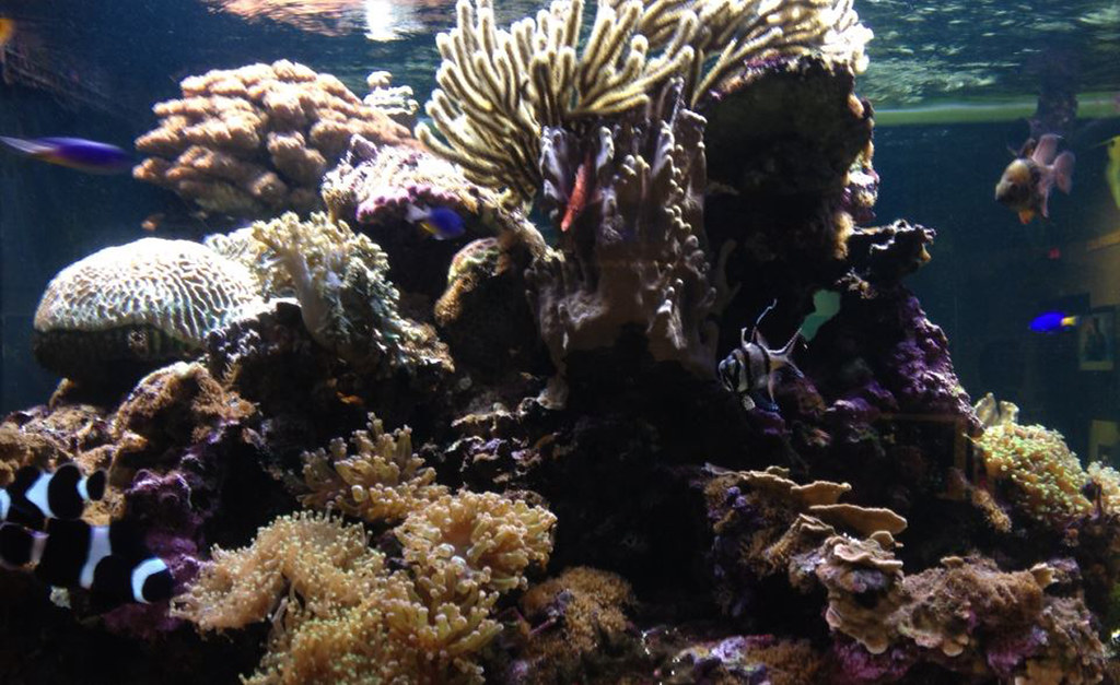 san diego aquarium Laura Pacino Flickr