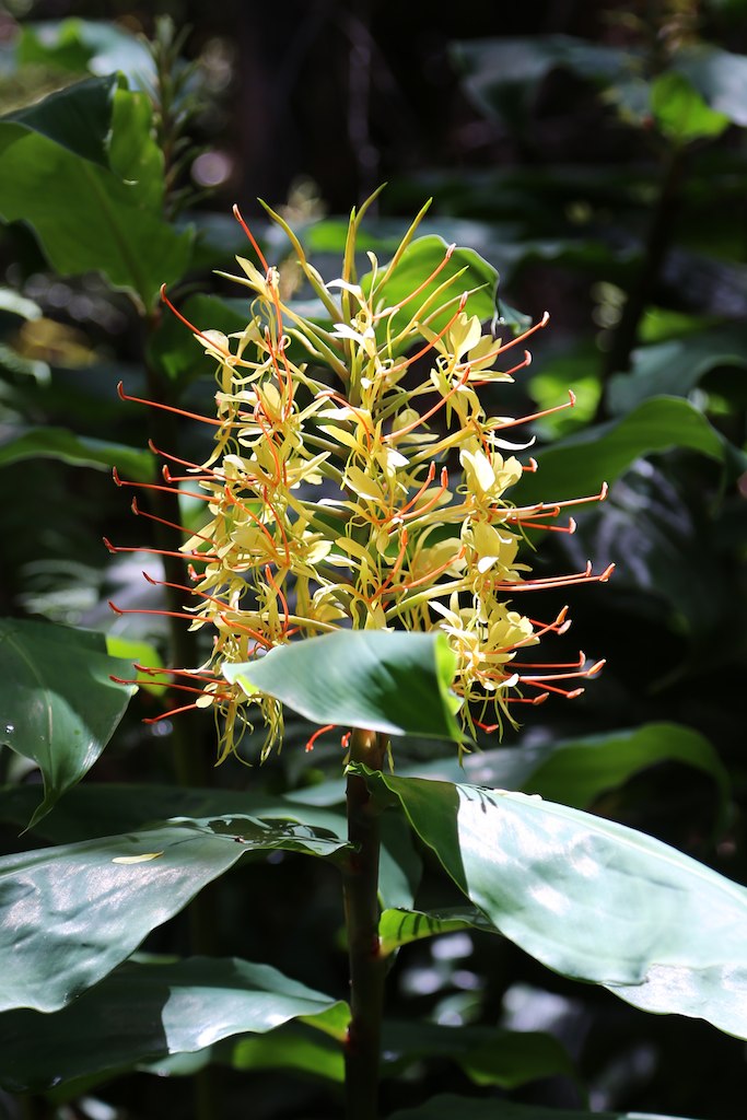 Invasive ginger flowers Jesse Richmond Flickr
