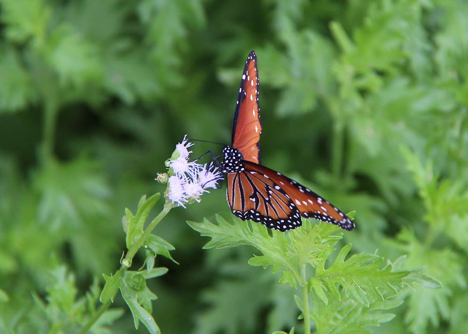Abilene Butterfly Taken by Sheila Dunn Modrall outside Abi… Flickr