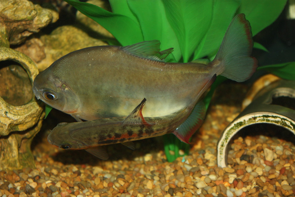 Silver Dollar Fish Breeding / Spawning Silver dollars (Met… Flickr