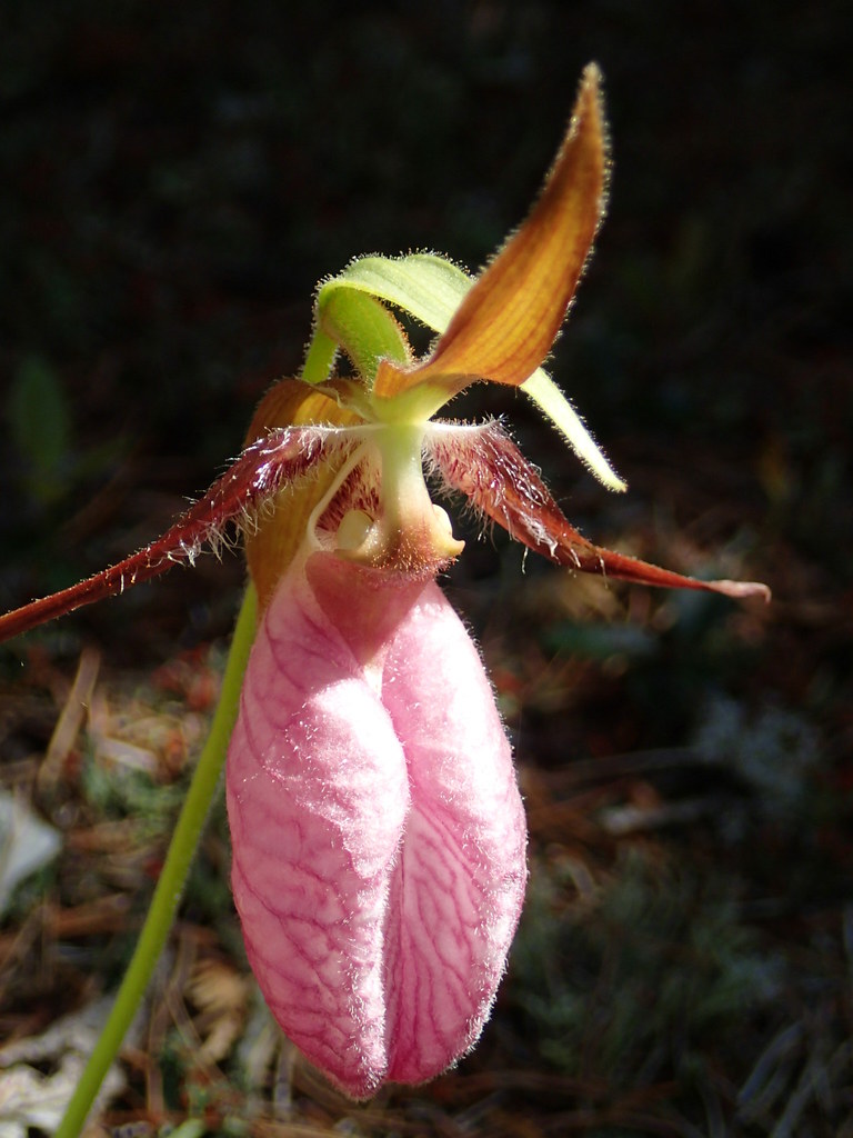 lady slipper Robbie Sproule Flickr