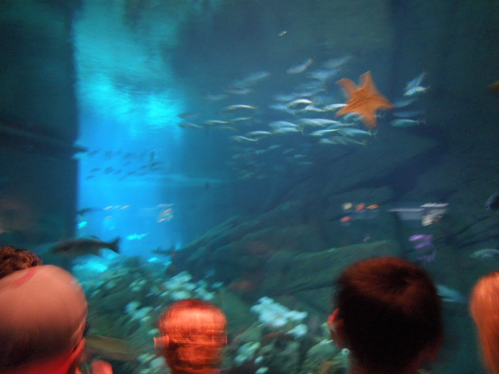 Surviving Picture of Aquarium Kenny Underwood Flickr