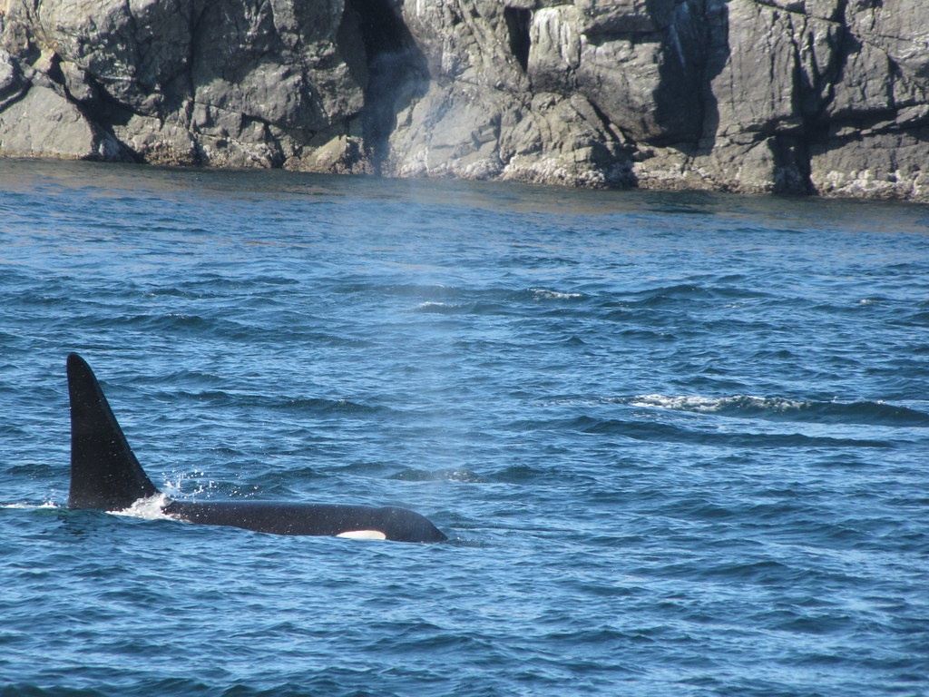 Washington Whale Watching TourAnacortes ariel817 Flickr