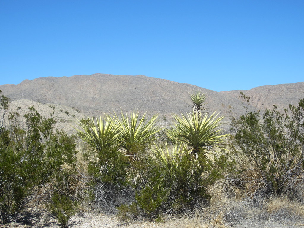 Big Bend Texas 122 DPyle Flickr