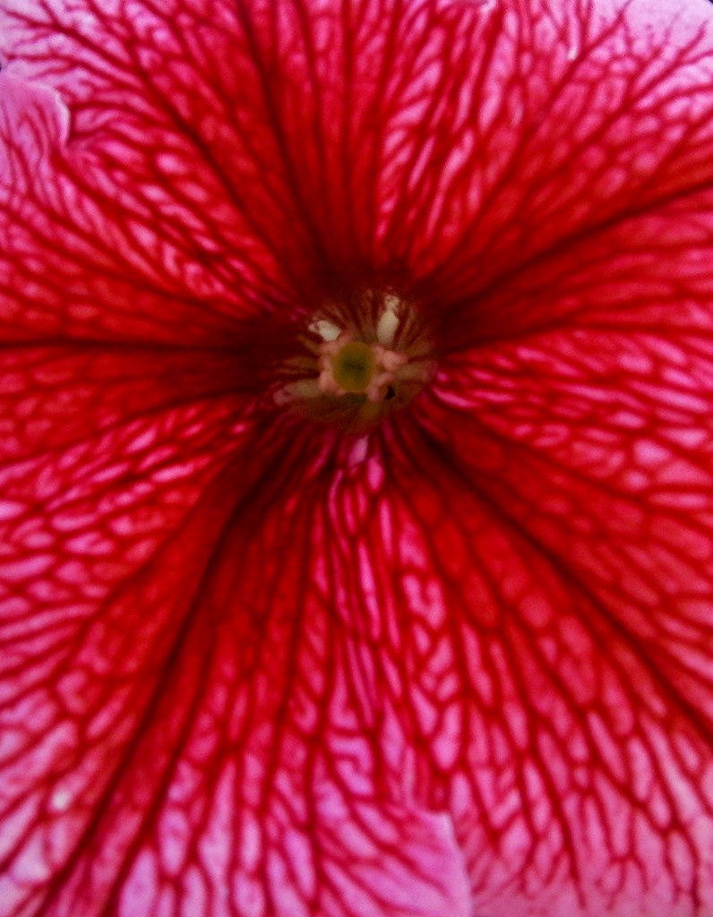 upclose flower taken at Picnic Point. Kaitlyn H Flickr