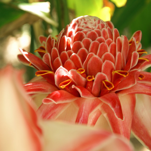 La Réunion Flower La Réunion Sugar Cane Familie DoblerMerten Flickr
