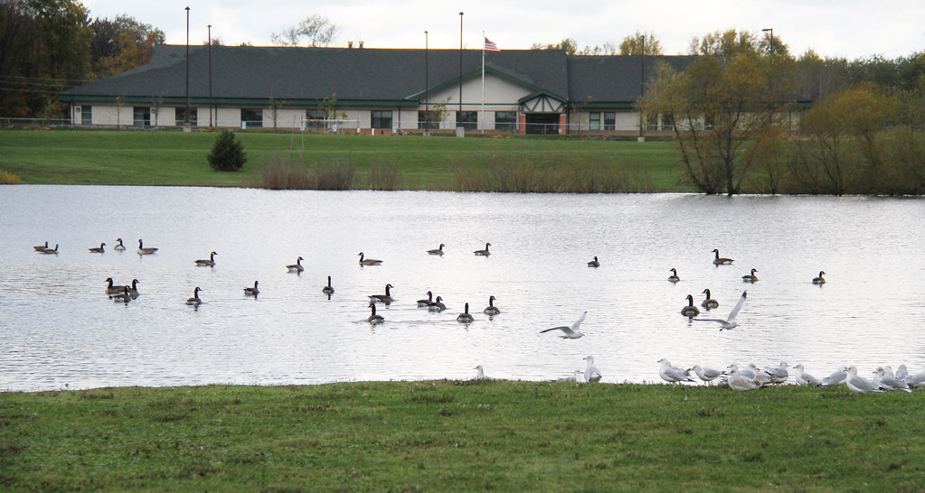 Ghost of Commodore / Erie Downs In the infield, looking to… Flickr